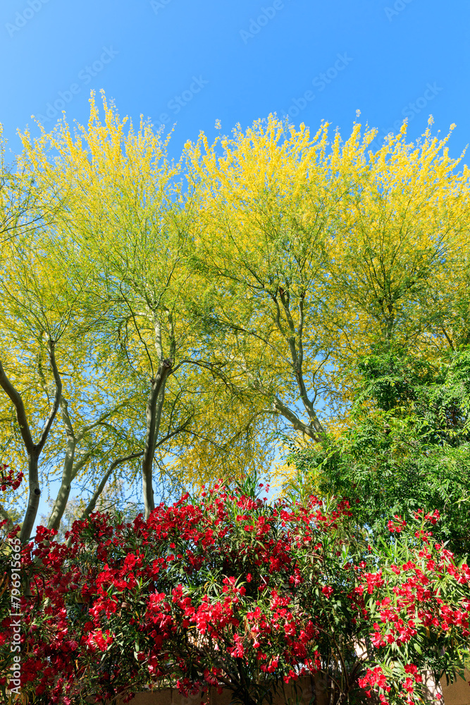 Naklejka premium Colorful red and yellow flowers of blooming Nerium Hardy Oleander and Palo verde trees in Arizona spring