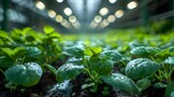 Optimizing Plant Growth in Greenhouses Through Weather Forecast Adjustments. Concept Greenhouse Control, Weather Forecasting, Plant Growth, Optimization, Agriculture Technology