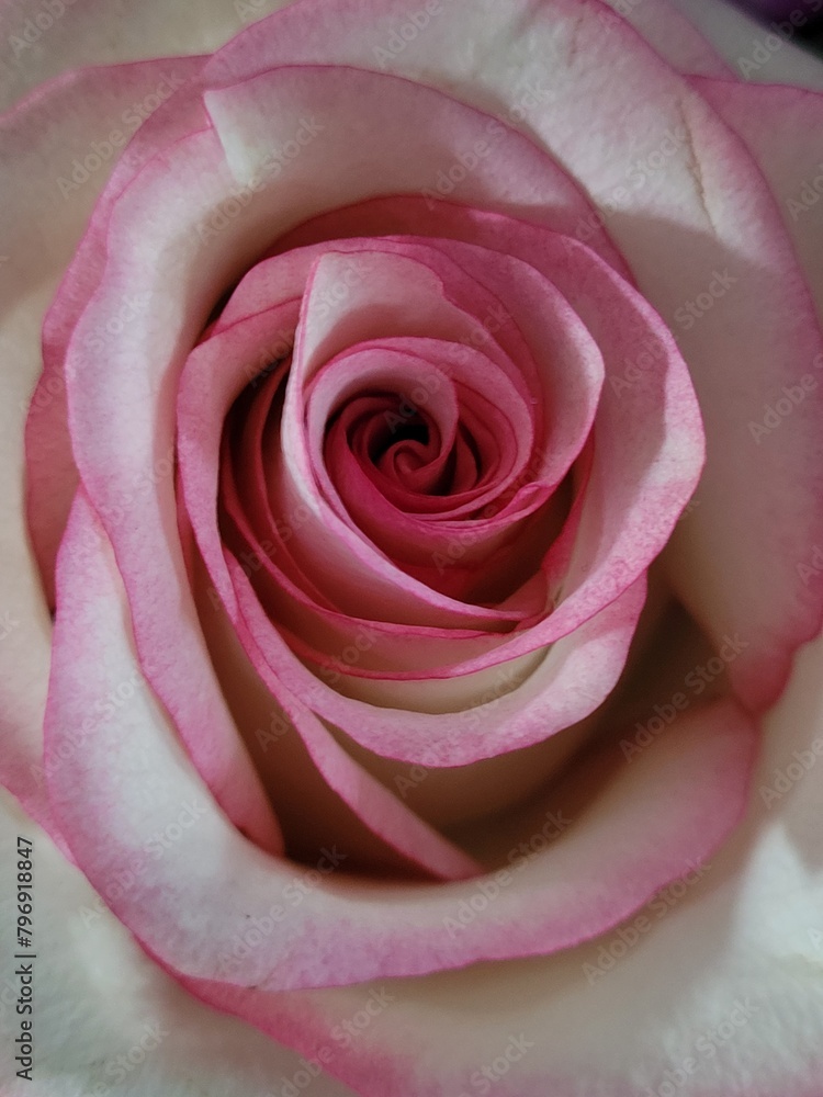 Pink Rose Pink Rose