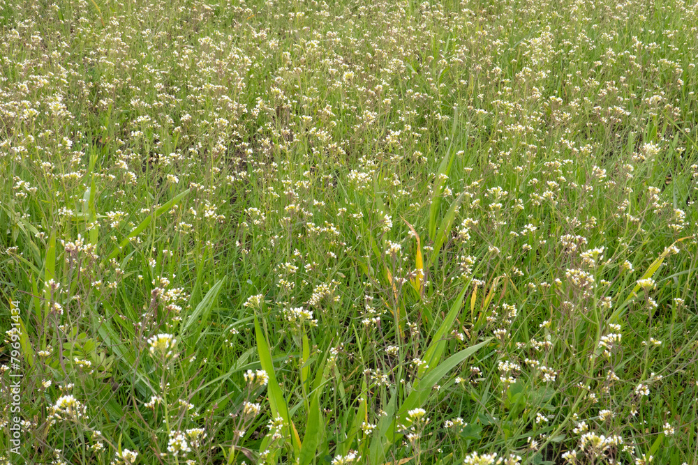 Large amount of Thale cress blooming in a meadow