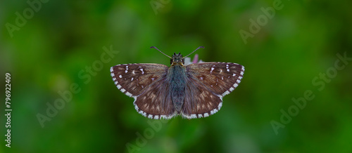 a tiny hoppy butterfly at rest, Pyrgus armoricanus photo