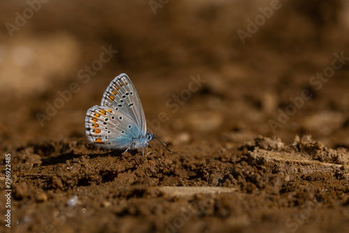 little butterfly taking minerals from the ground, Anatolian Zephyr Blue , Plabejus modicus photo