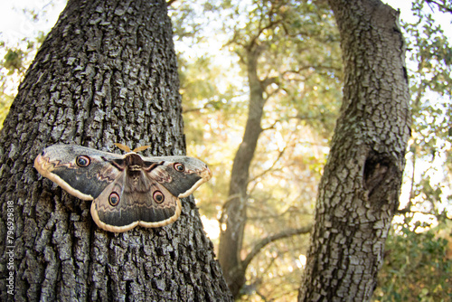 Giant Peacock Moth on a Tree Trunk photo