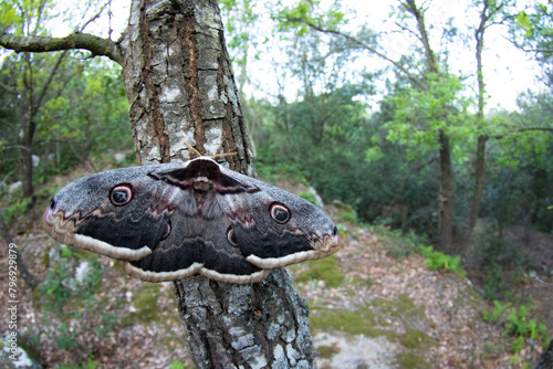 Giant Peacock Moth, Europe's Largest Butterfly