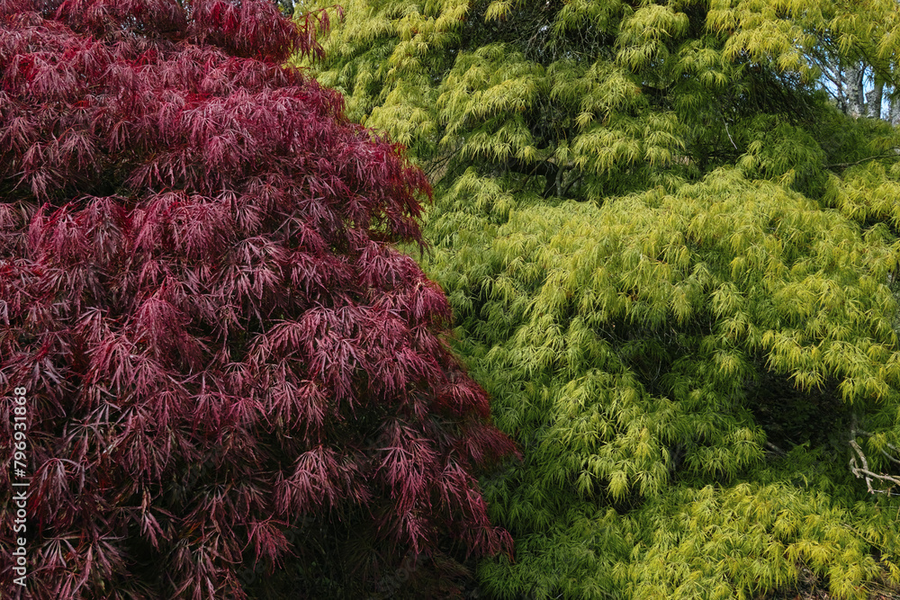 Natürliche Farben im Mai, Details feiner japanischer Ahorn