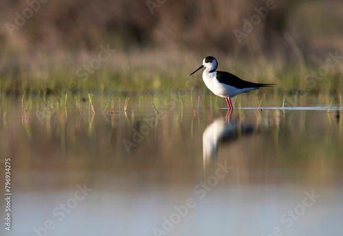 Solitary Black-winged Stilt wading in tranquil waters photo