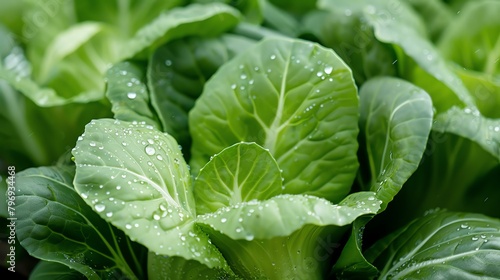 Fresh green leaves with water drops. Close-up of a vegetable garden. Natural green background.