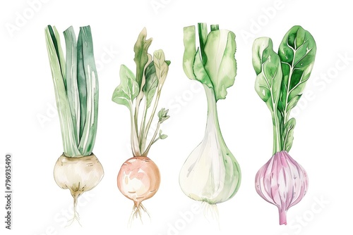 Cute hand drawn set of simple vegetable elements. Collection of kana, Chinese cabbage, onions, cilantro, chilies and various types. Vector illustration white background photo