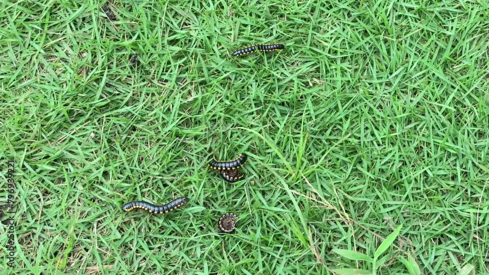 millipedes wandering in the grass of the yard millipedes wandering in the grass of the yard