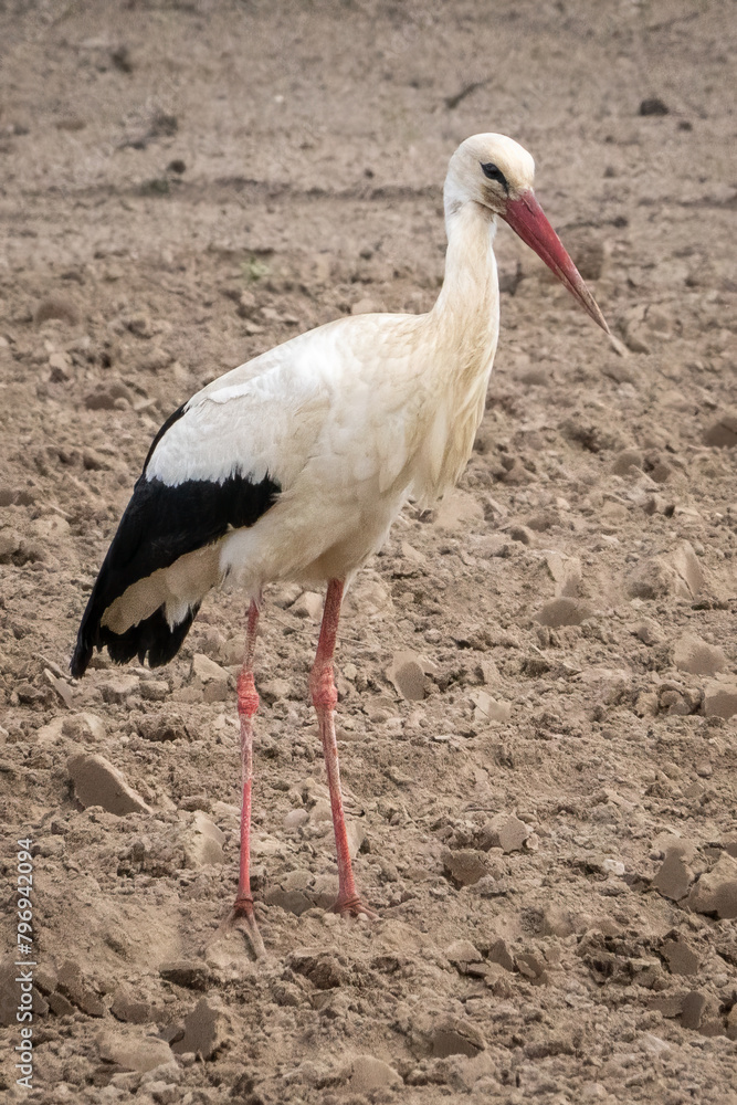 Fototapeta premium Störche am Feld