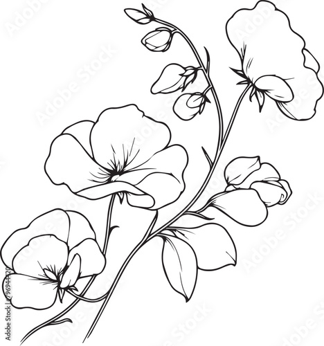 Outline print with blossoms Sweet pea, leaves, and buds Sweet pea flowers tattoos, Ornate contour Sweet pea plant for coloring pages isolated on a white background