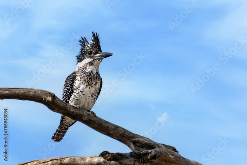 Crested Kingfisher (Megaceryle lugubris) perched on a branch, Jim Corbett National Park, India photo