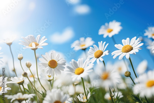 White daisies on blue sky background. Chamomile field