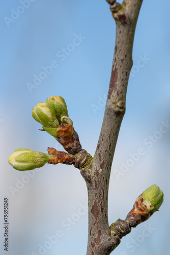 Macro shot of Chickasaw plum (prunus angustifolia) buds emerging into bloom