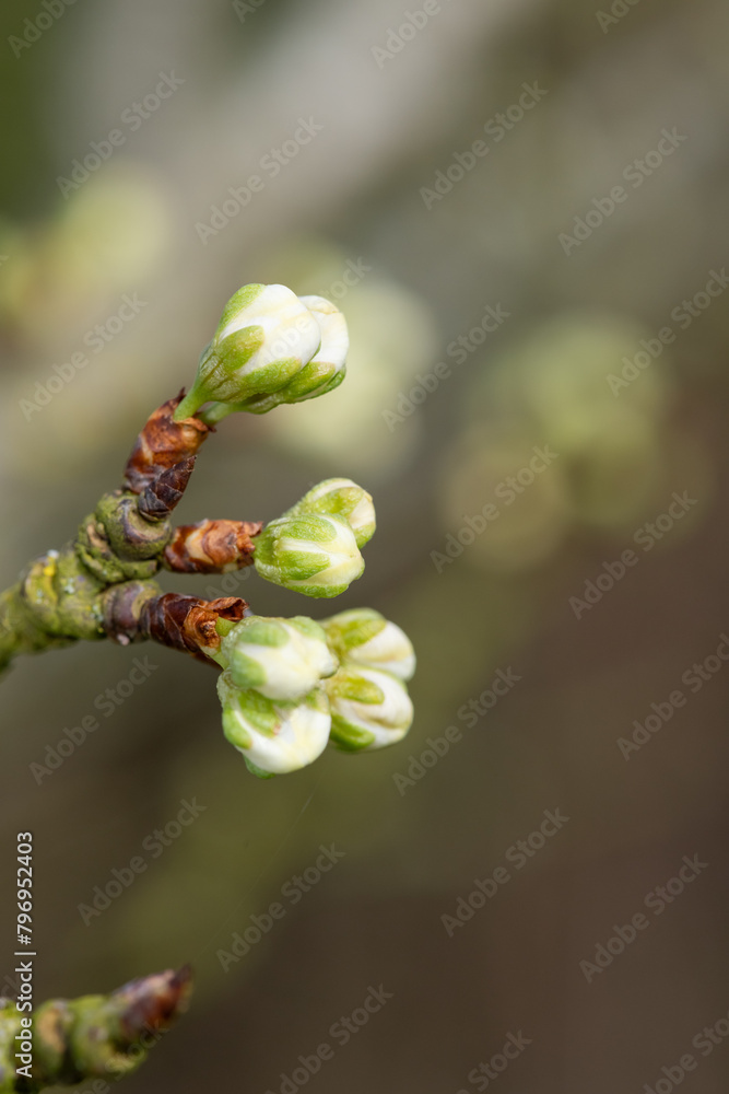 Macro shot of Chickasaw plum (prunus angustifolia) buds emerging into bloom Macro shot of Chickasaw plum (prunus angustifolia) buds emerging into bloom