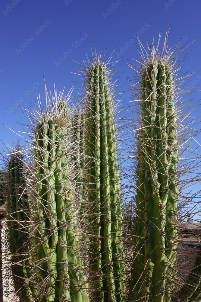 Dangerously sharp and long spines of Stetsonia Coryne also known as Argentine Toothpick cactus under Arizona cloudless spring sky Dangerously sharp and long spines of Stetsonia Coryne also known as Argentine Toothpick cactus under Arizona cloudless spring sky