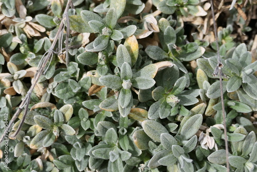 close up of a plant