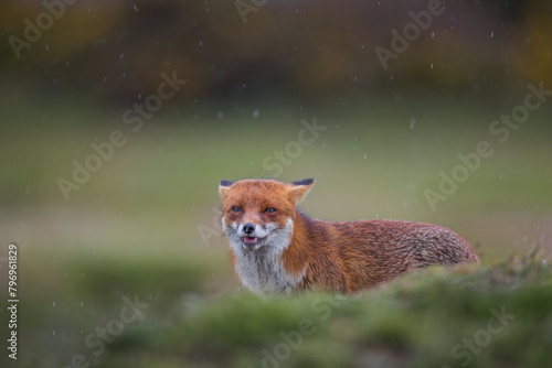 Close up of a Red fox standing in green grass © JTP Photography