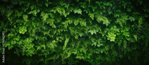 Green plant wall with foliage