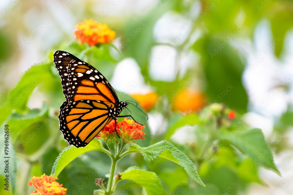 Monarch butterfly drinking nectar from an orange Lantana flower in a garden Monarch butterfly drinking nectar from an orange Lantana flower in a garden