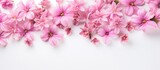 Pink flowers scattered on a white surface