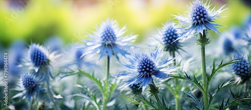 Blue flowers bloom amidst vibrant grass