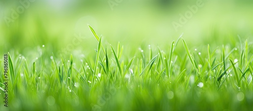 Green grass with water drops