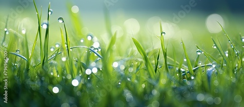 Morning sunlight illuminating dewy grass