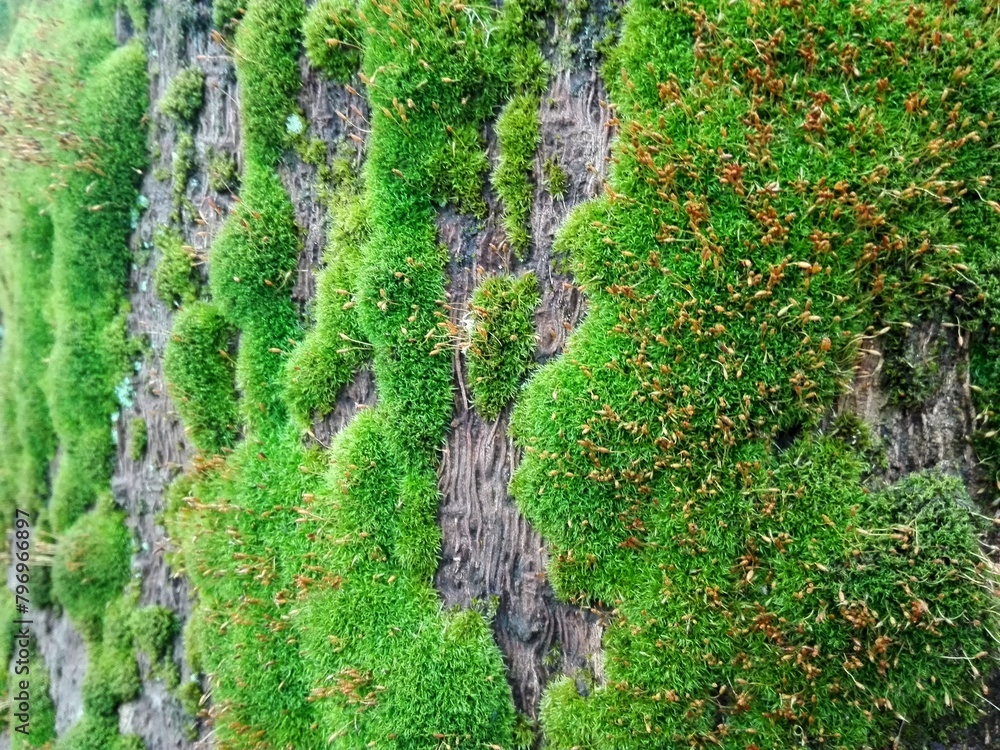 Foto Moss texture on wooden background perspective close-up