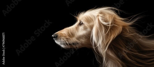 A dog with flowing fur against a dark backdrop