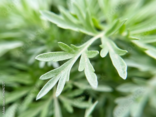 close-up leaves of wormwood plant photo