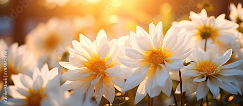 Many daisies feature yellow centers under the sun © Ilgun
