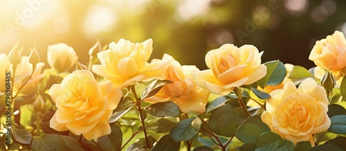 Yellow roses in a garden with sunlight filtering through the leaves photo