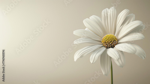 A beautiful white daisy flower in full bloom against a beige background.