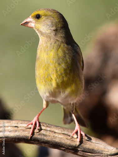 a greenfinch with beautiful colors on a tree branch