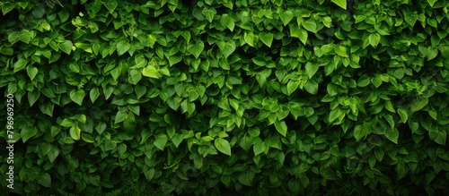 Green foliage close-up