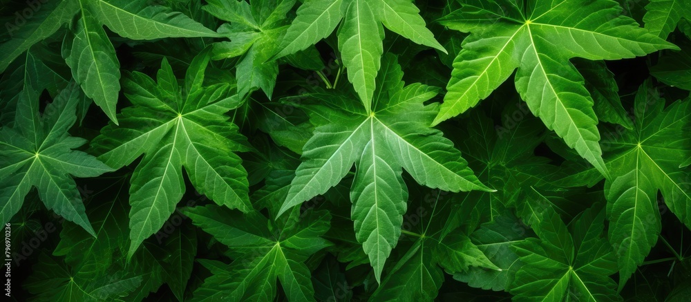 Close-up of lush plant foliage Close-up of lush plant foliage