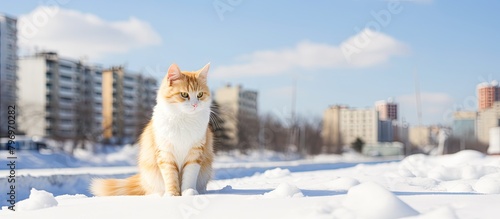 Cat sitting in the snow on a wintry road photo