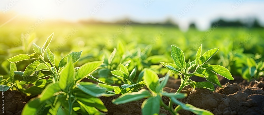 Green plants bask in sunlight Green plants bask in sunlight