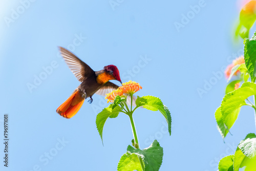 Colorful Ruby Topaz hummingbird, Chrysolampis mosquitus, with gold feathers feeding on orange flowers isolated in blue sky