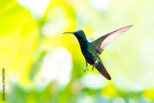 Black-throated Mango hummingbird, Anthracothorax nigricollis, flying in the bright sunlight with blurred yellow background.