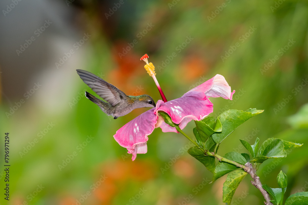 Obraz premium Ruby Topaz hummingbird pollinating an exotic pink hibiscus flower