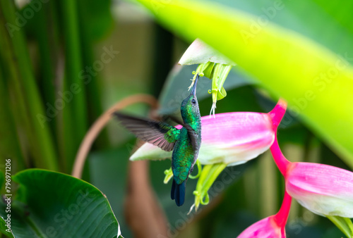 Blue-chinned Sapphire hummingbird feeding on an exotic Sexy Pink Heliconia flower in the dense rainforest of Trinidad and Tobago