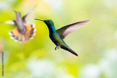 Black-throated Mango hummingbird hovering in the air with another hummingbird blurred in the background