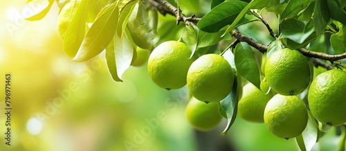Limes clustered on tree photo
