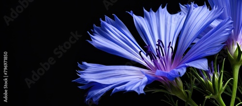 Blue flower on dark backdrop photo