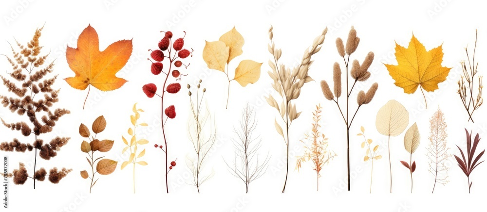 Various close-up leaves group Various close-up leaves group