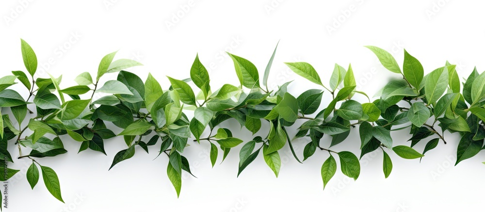 Green foliage isolated on white