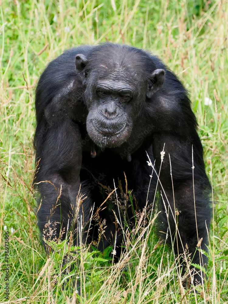 Chimpanzee (Pan troglodytes) walking in tall grass and seen from front Chimpanzee (Pan troglodytes) walking in tall grass and seen from front