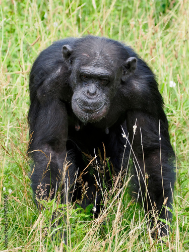 Chimpanzee (Pan troglodytes) walking in tall grass and seen from front photo